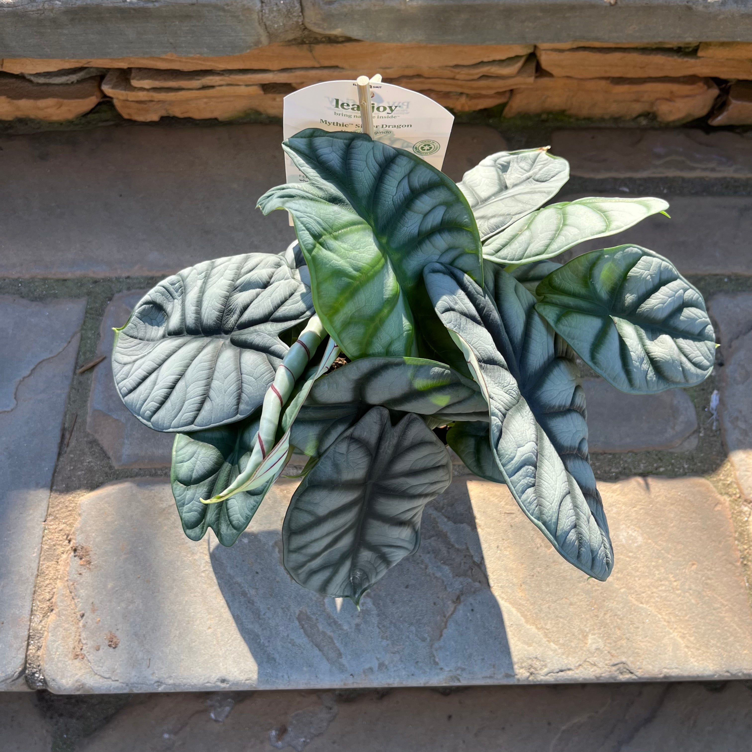 Silver Dragon Alocasia