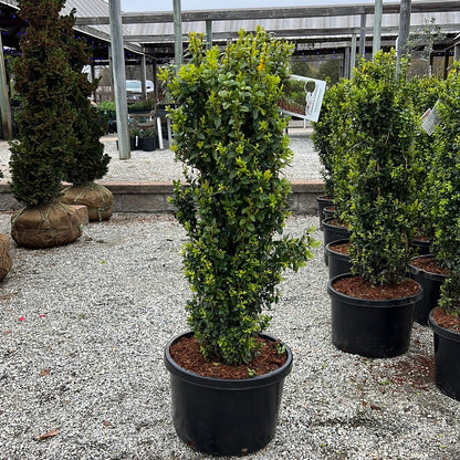 Dedee Ruck Dee Runk Boxwood – Lichtenfelt's