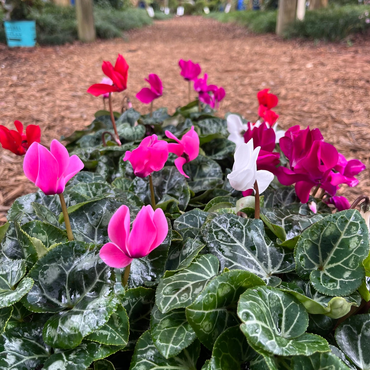 Cyclamen