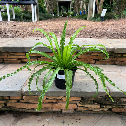 curly bird's nest fern Victoria Bird's Nest Fern – Lichtenfelt's