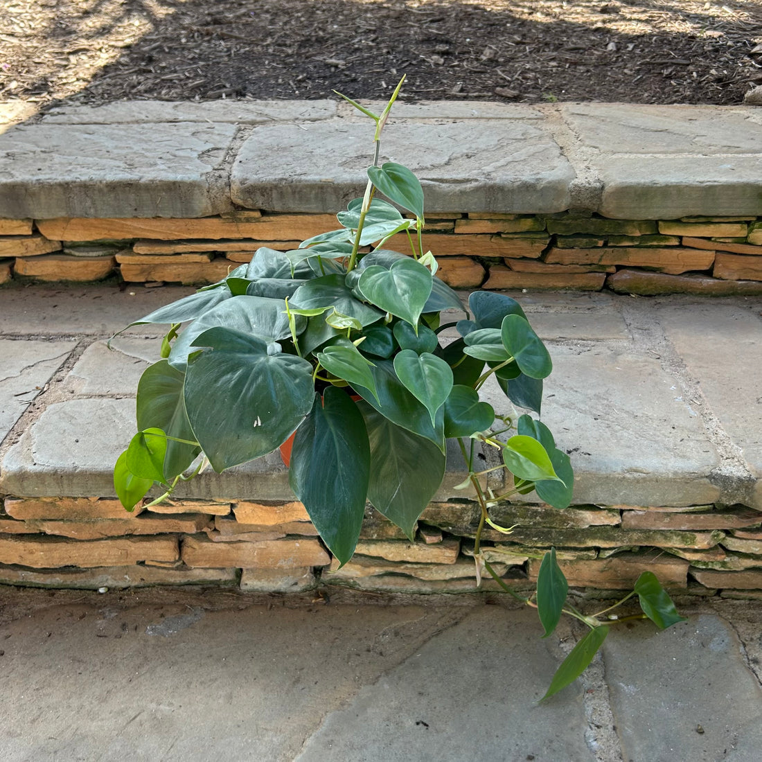 Green Heartleaf Philodendron
