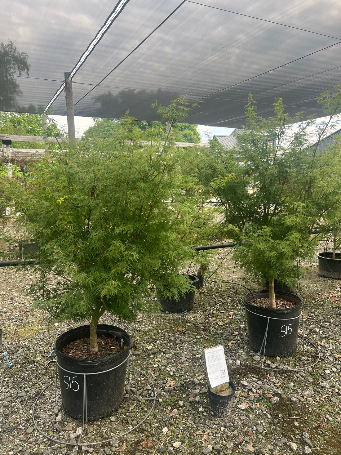 Seiryu Japanese Maple