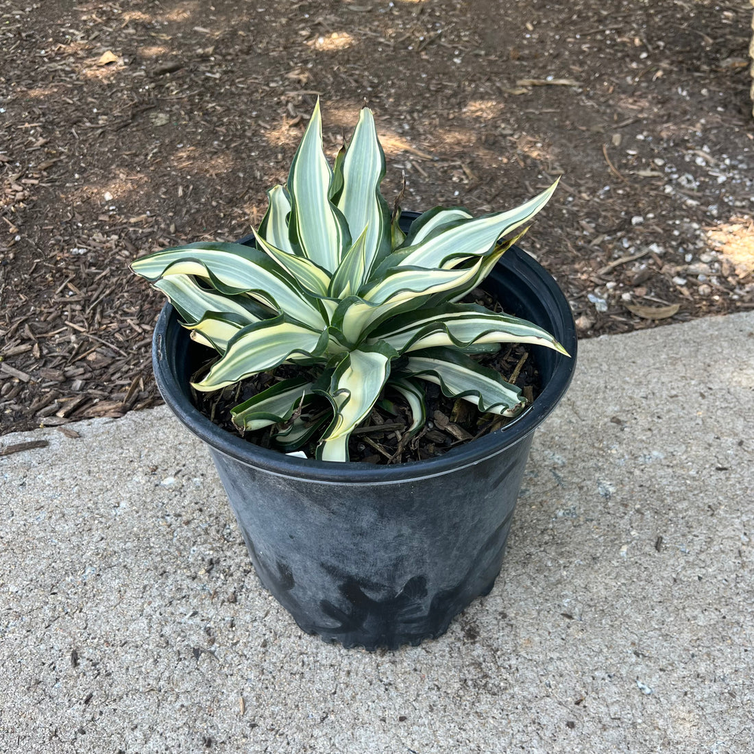 Ivory Star Agave 3 Gal