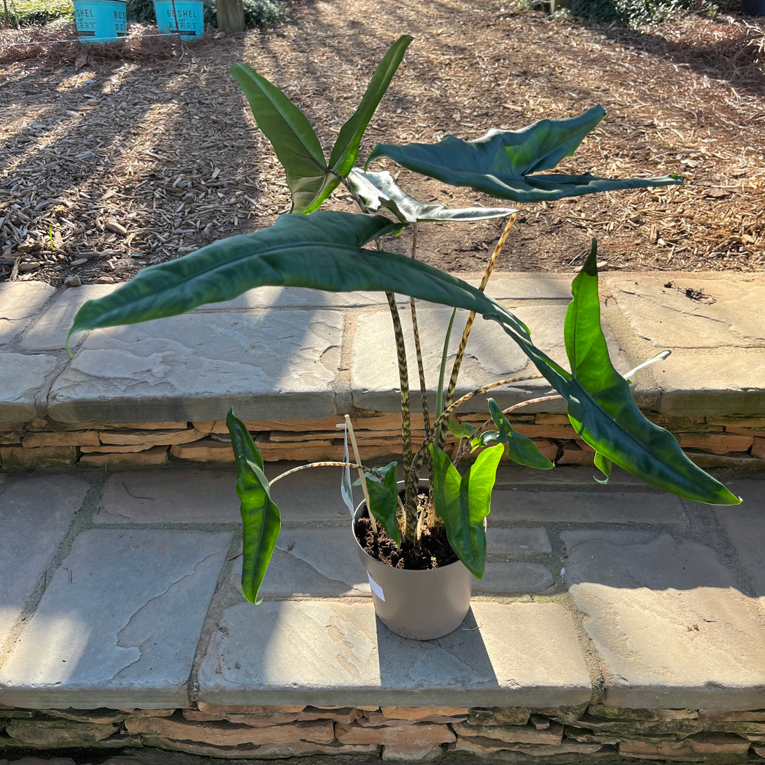 Jungle Cat Alocasia