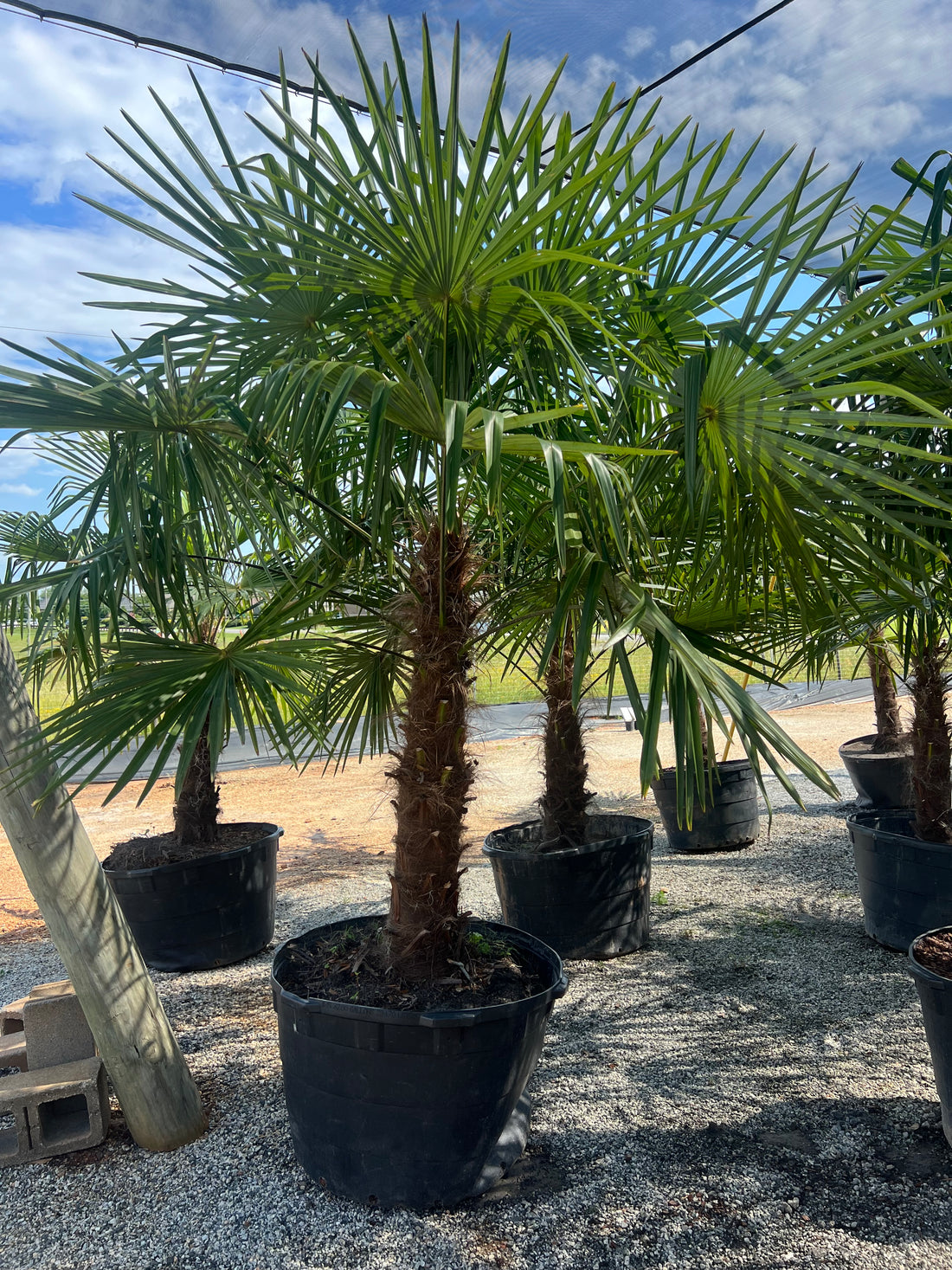 Windmill Palm