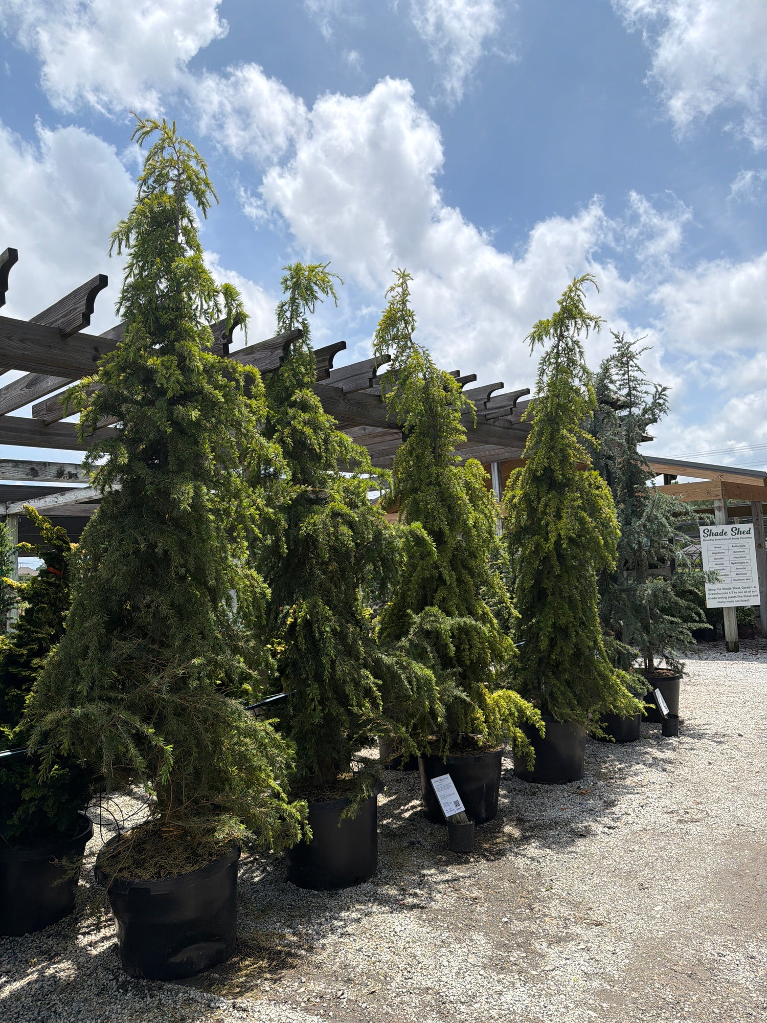 Golden Deodar Cedar