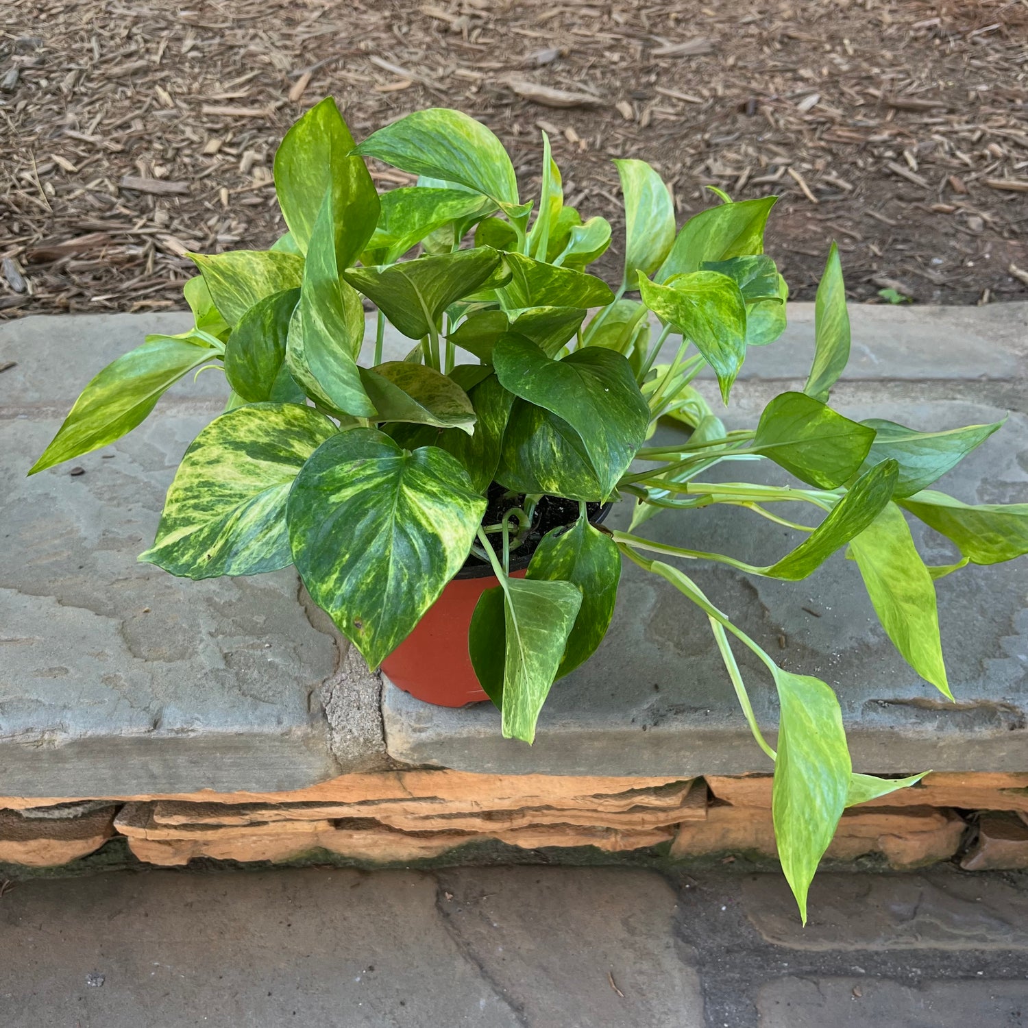 Neon Queen Pothos
