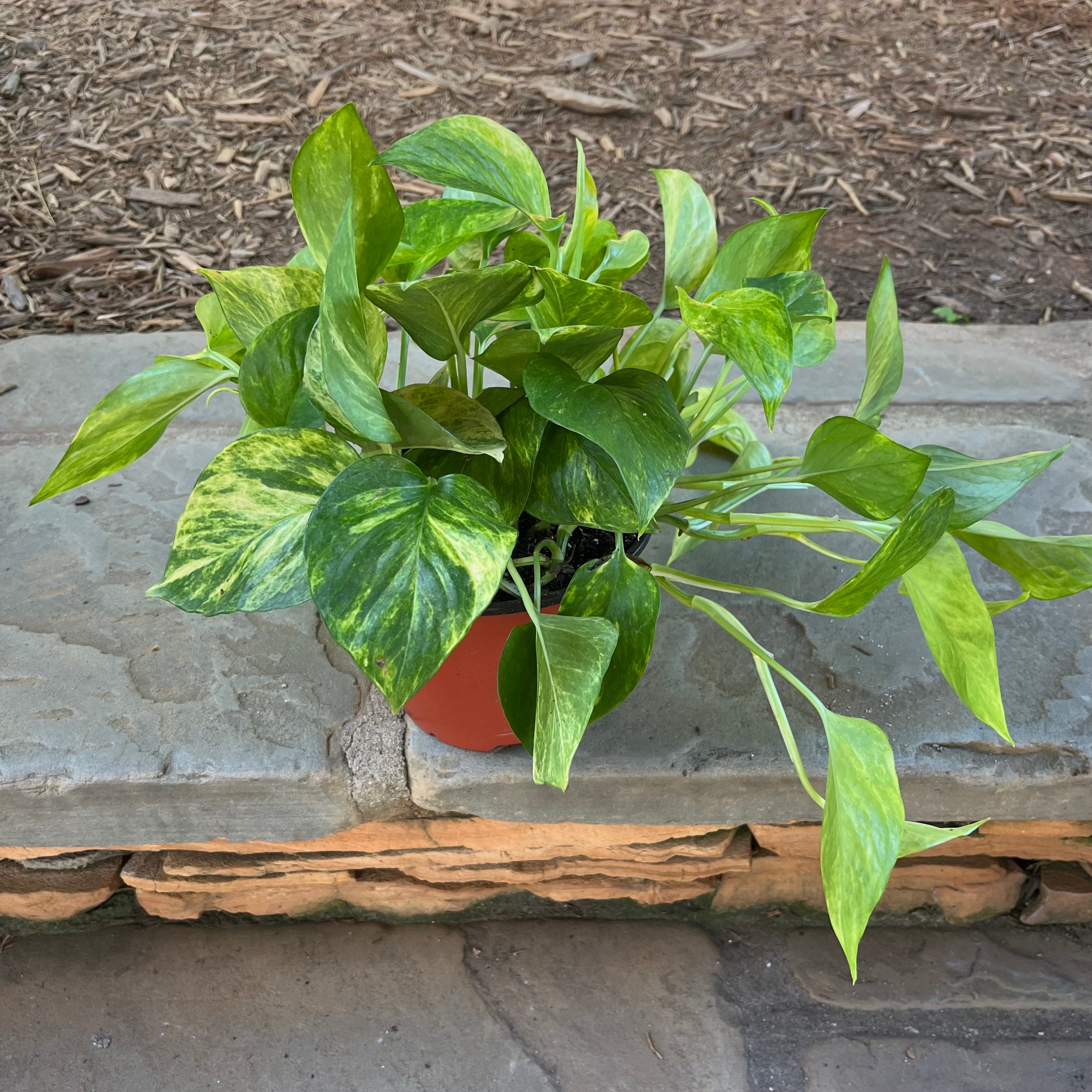Neon Queen Pothos