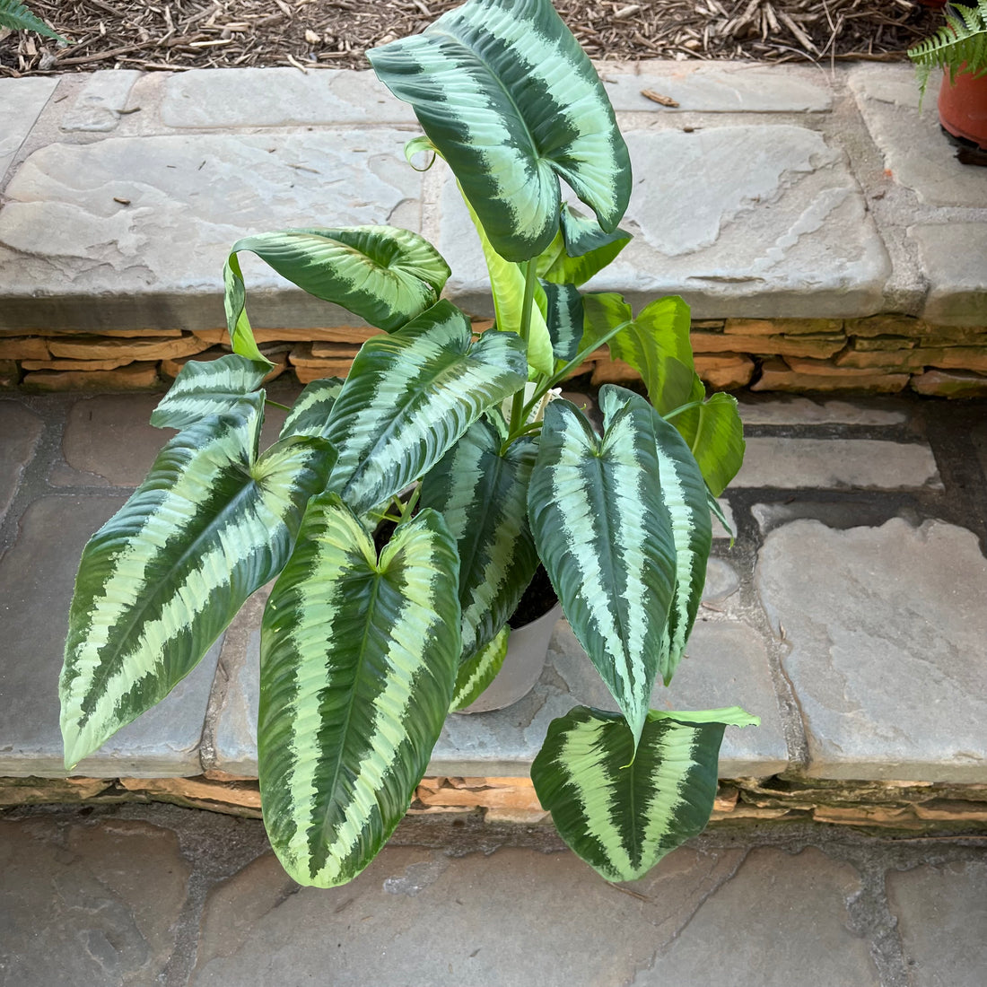 Gothic Schismatoglottis