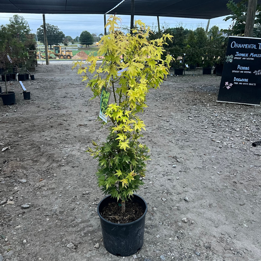 Orange Dream Jap Maple 3 Gal