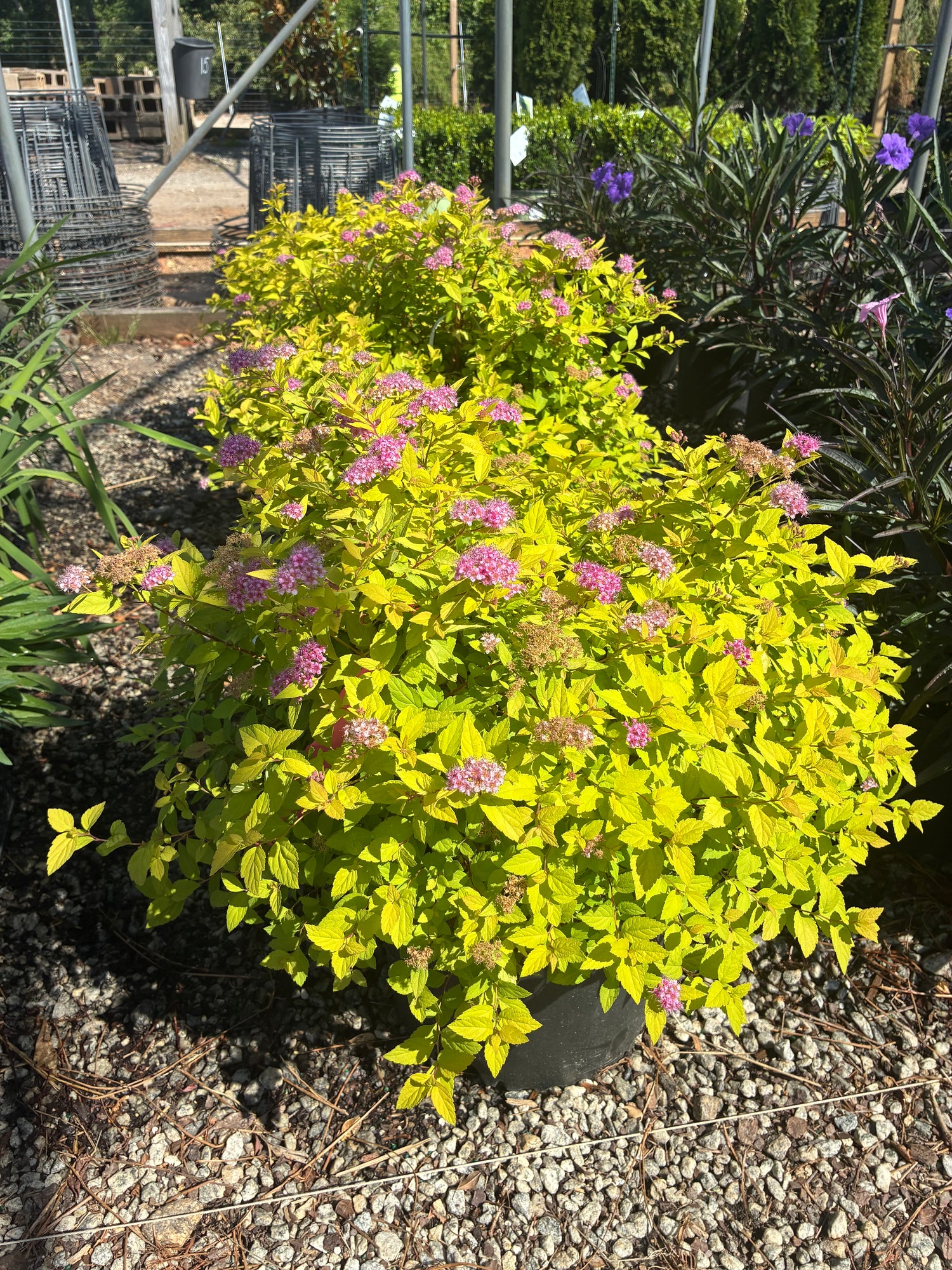 Goldmound Spirea