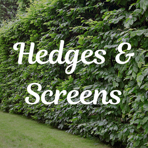 Top 5 Hedging/Screening Plants
