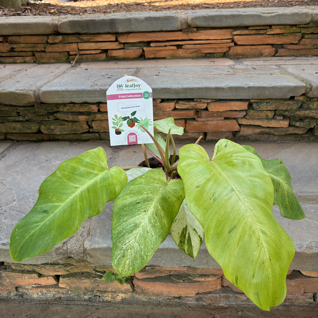 Snowdrift Philodendron