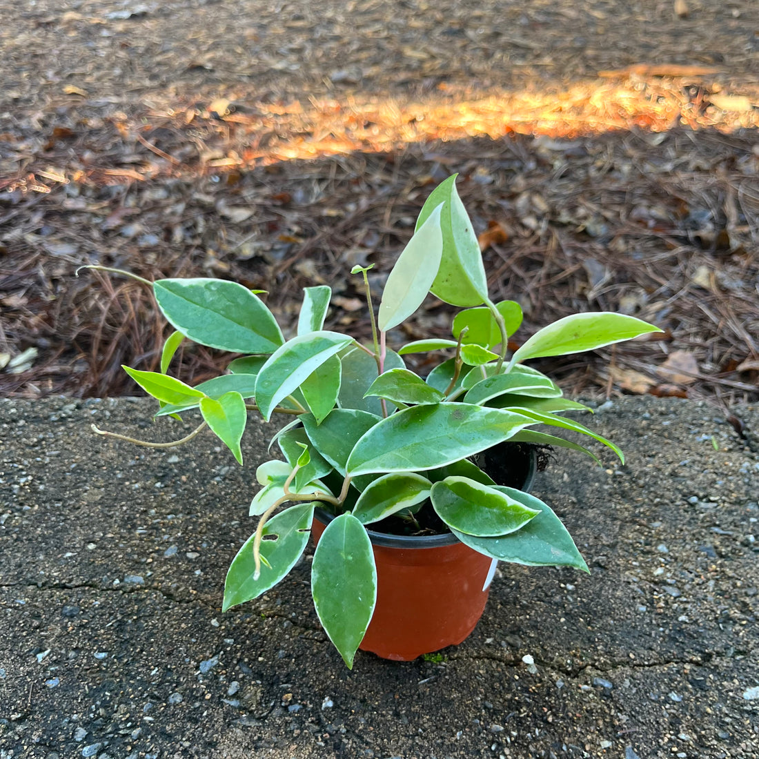 Hoya Carnosa Albo