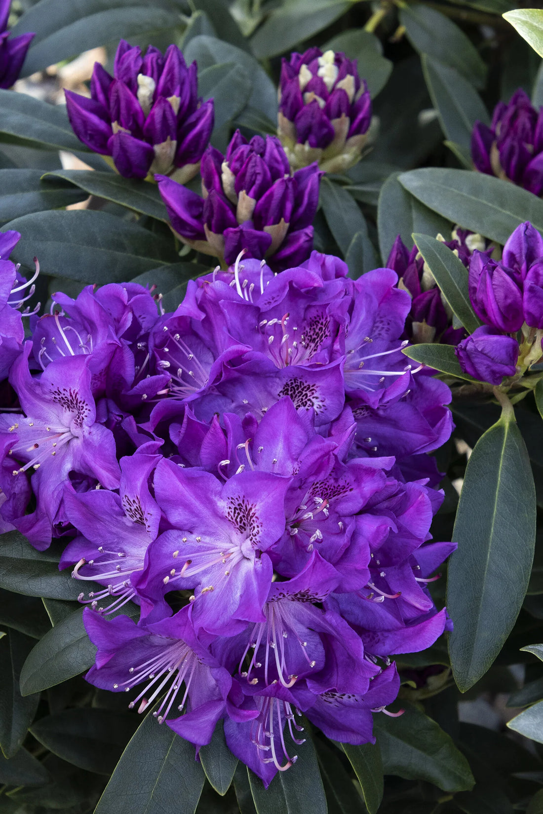 Florence Parks Rhododendron