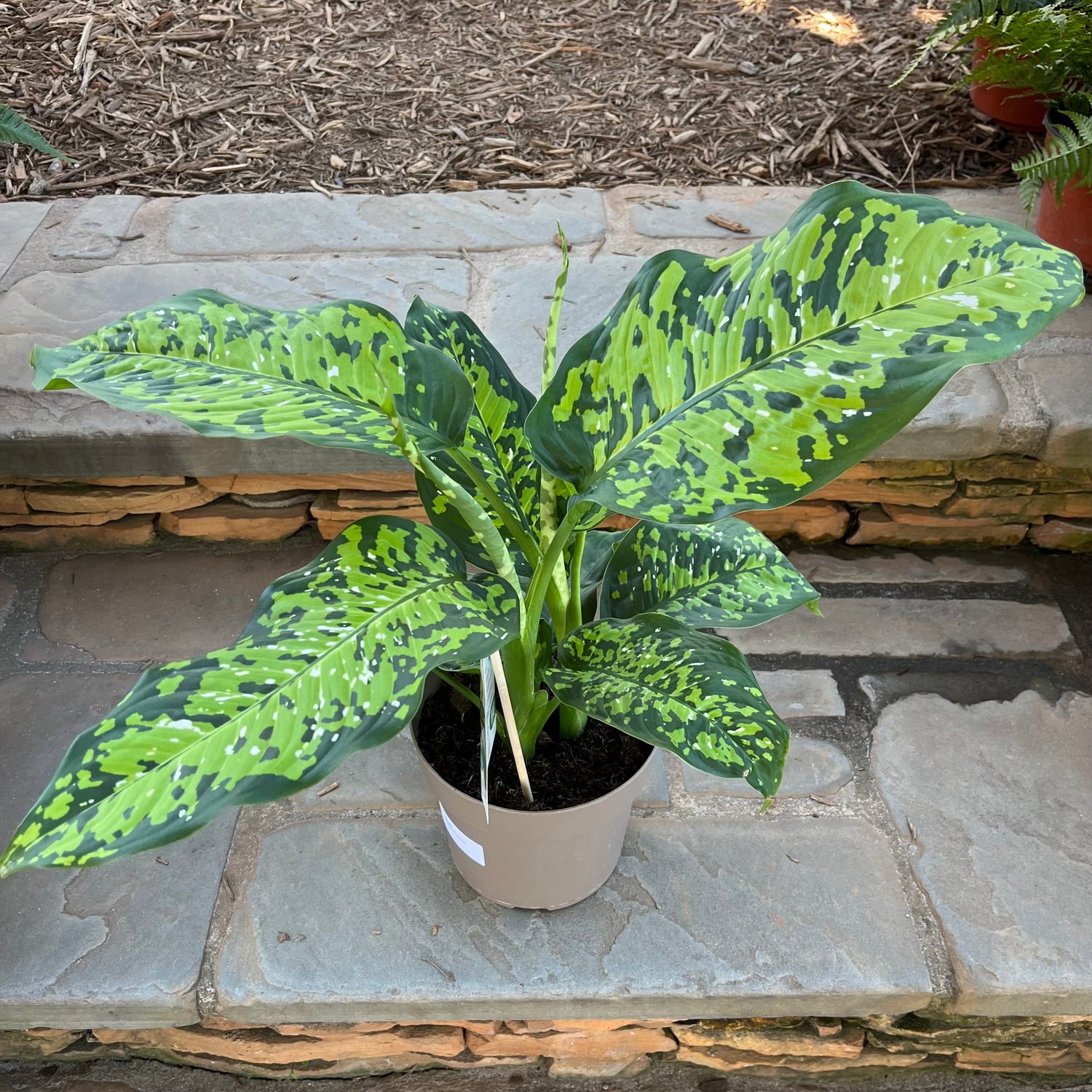 dieffenbachia gatti Ocelot Dieffenbachia – Lichtenfelt's