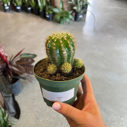 Cactus