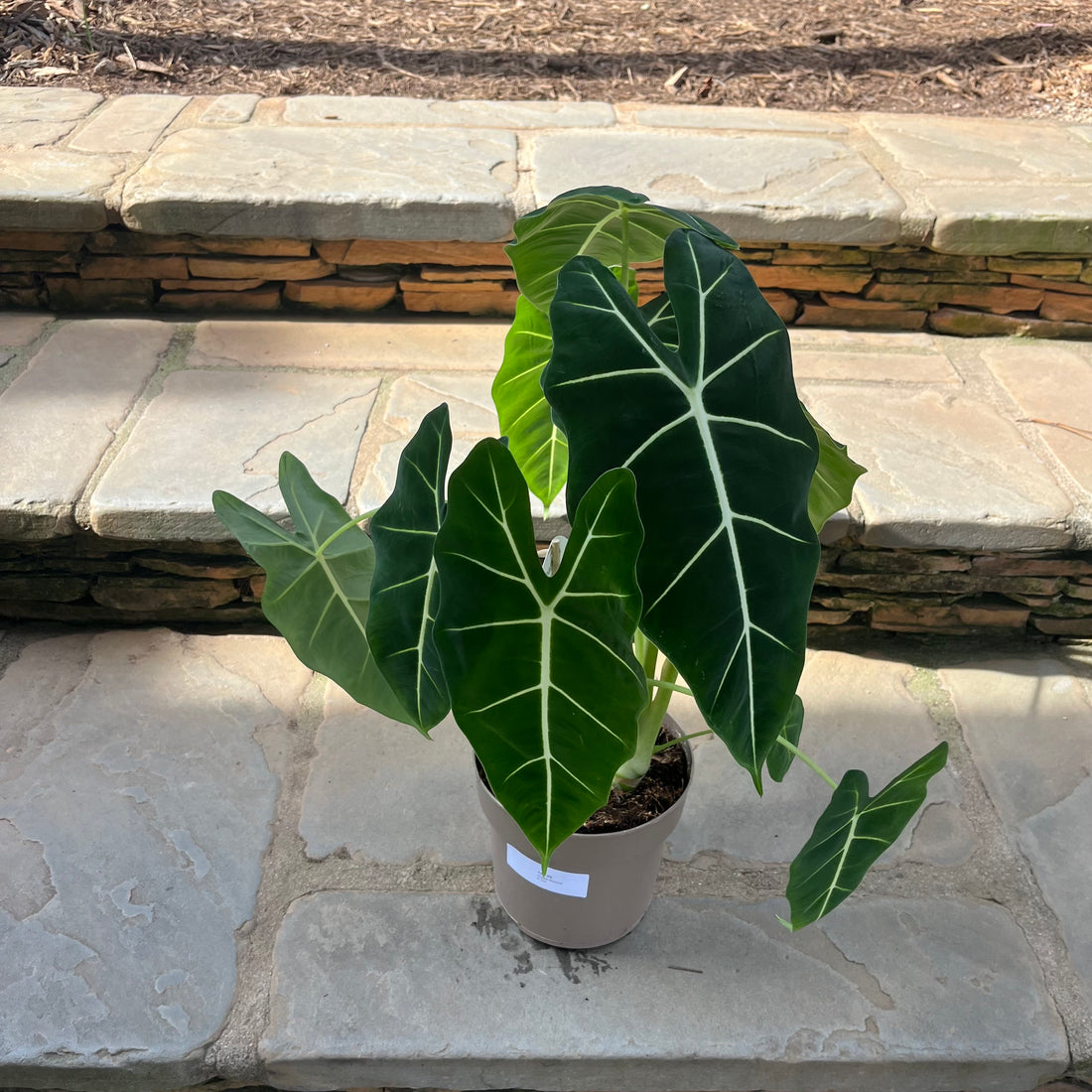 Frydek Alocasia