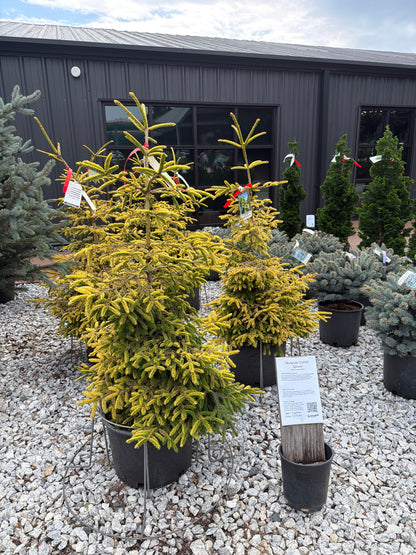 Skylands Oriental Spruce