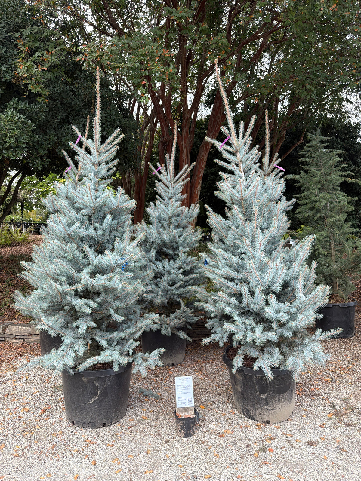 Blue Diamond Spruce