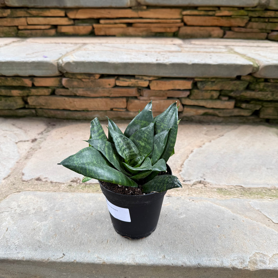 Green Hahnii Sansevieria