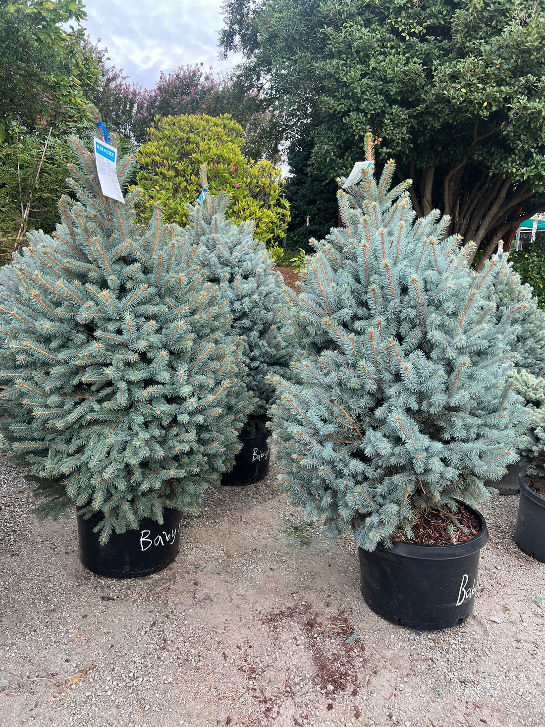 Baby Blue Spruce