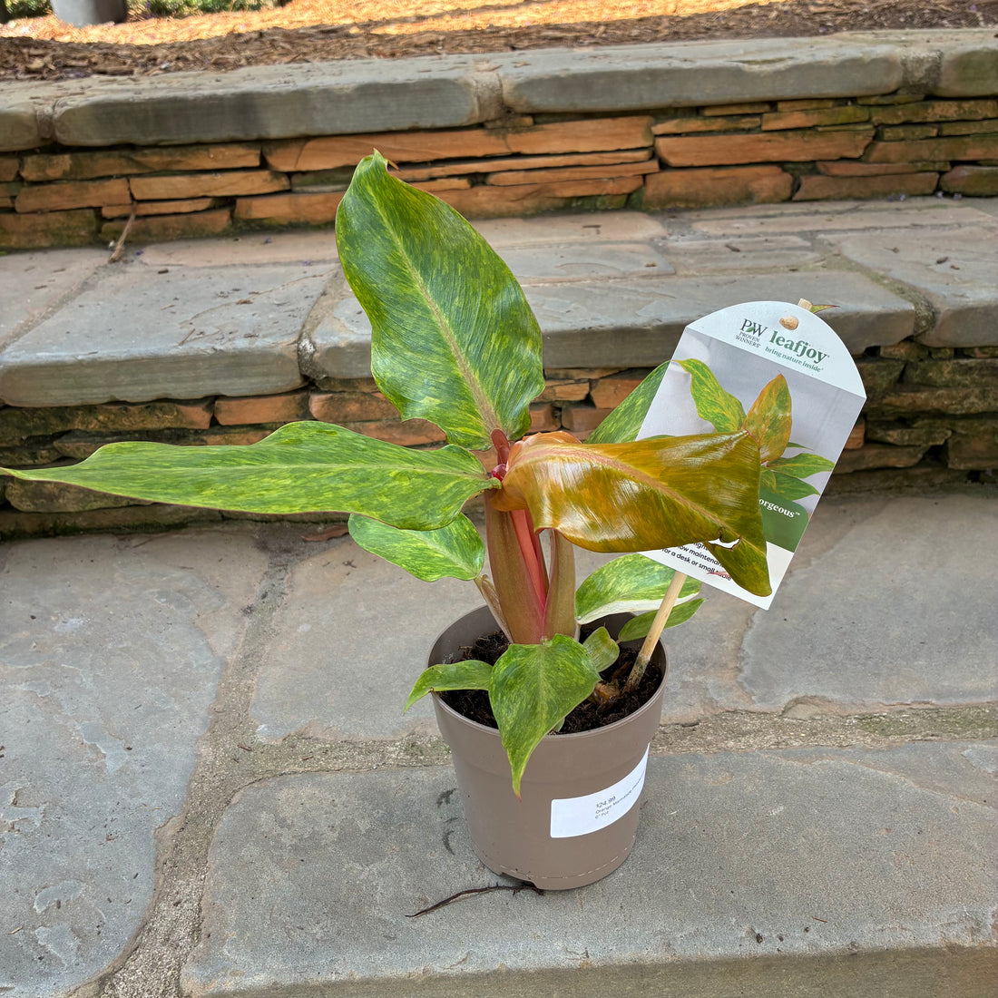 Orange Marmalade Philodendron