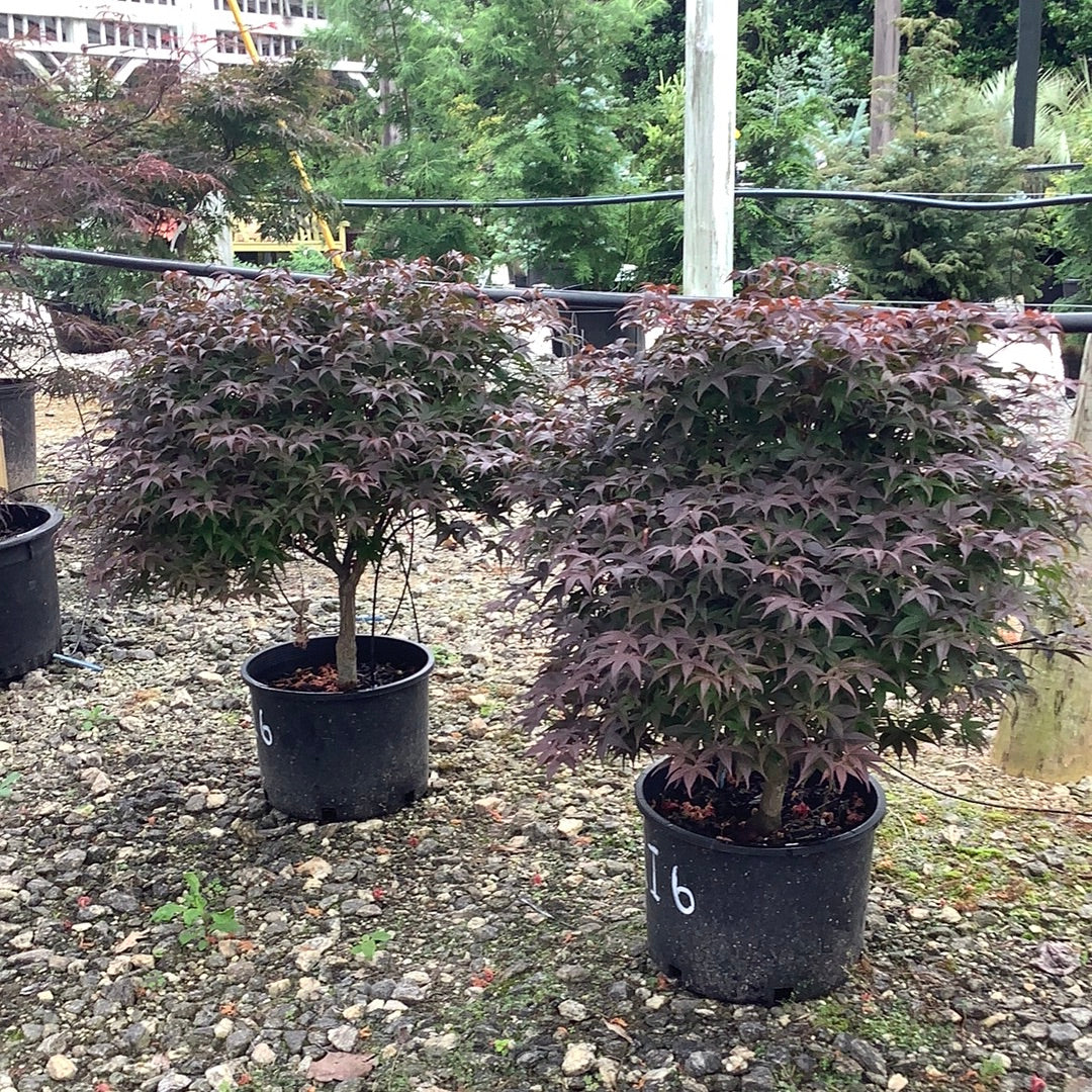 Ruby Ribons Japanese Maple Rhode Island Red Japanese Maple 6 Gal – Lichtenfelt's