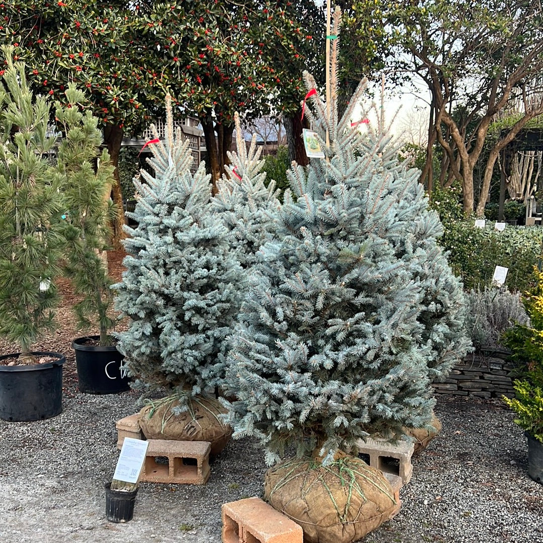 Bizon Blue Spruce