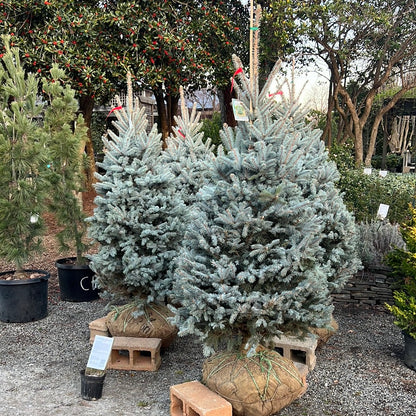 Bizon Blue Spruce 5-6&