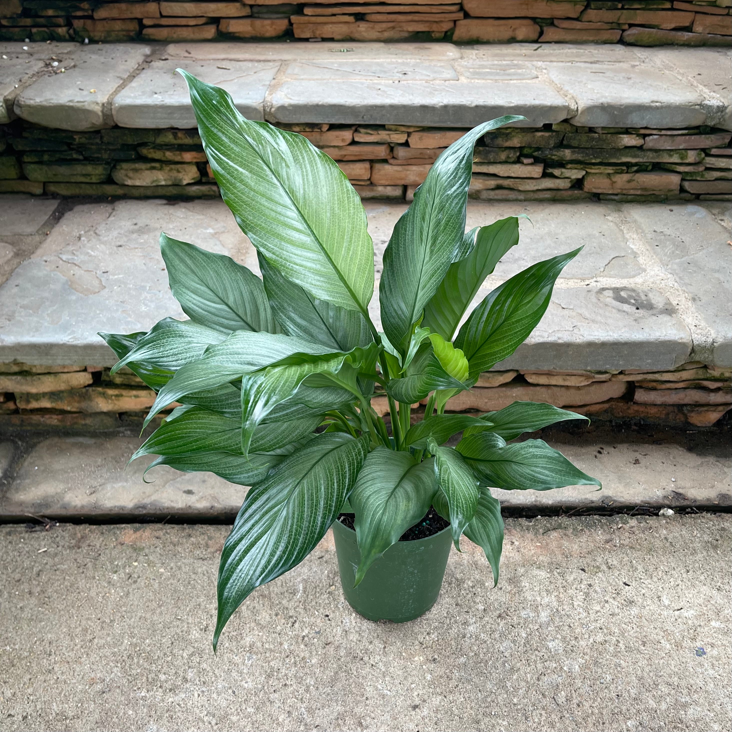 Platinum Mist Peace Lily