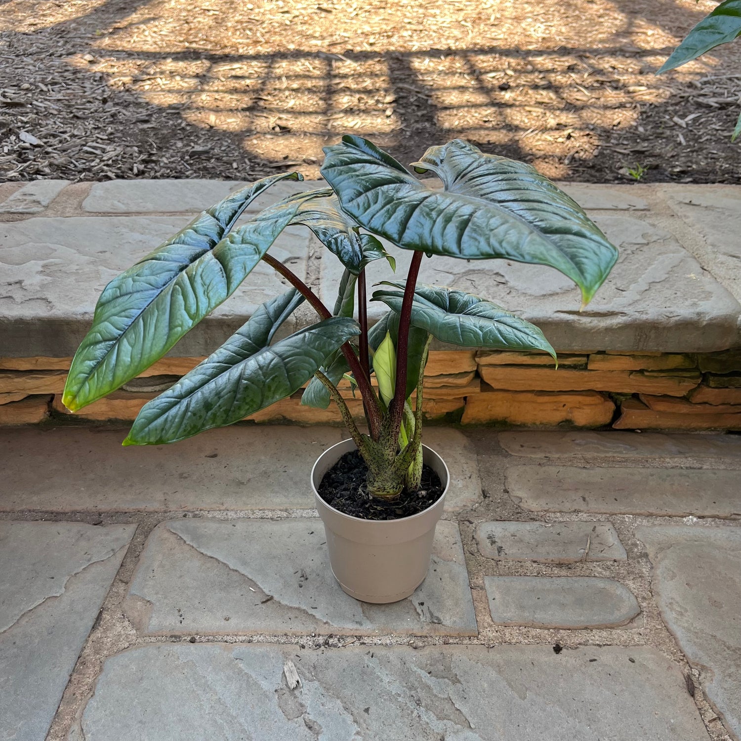 Quicksilver Alocasia