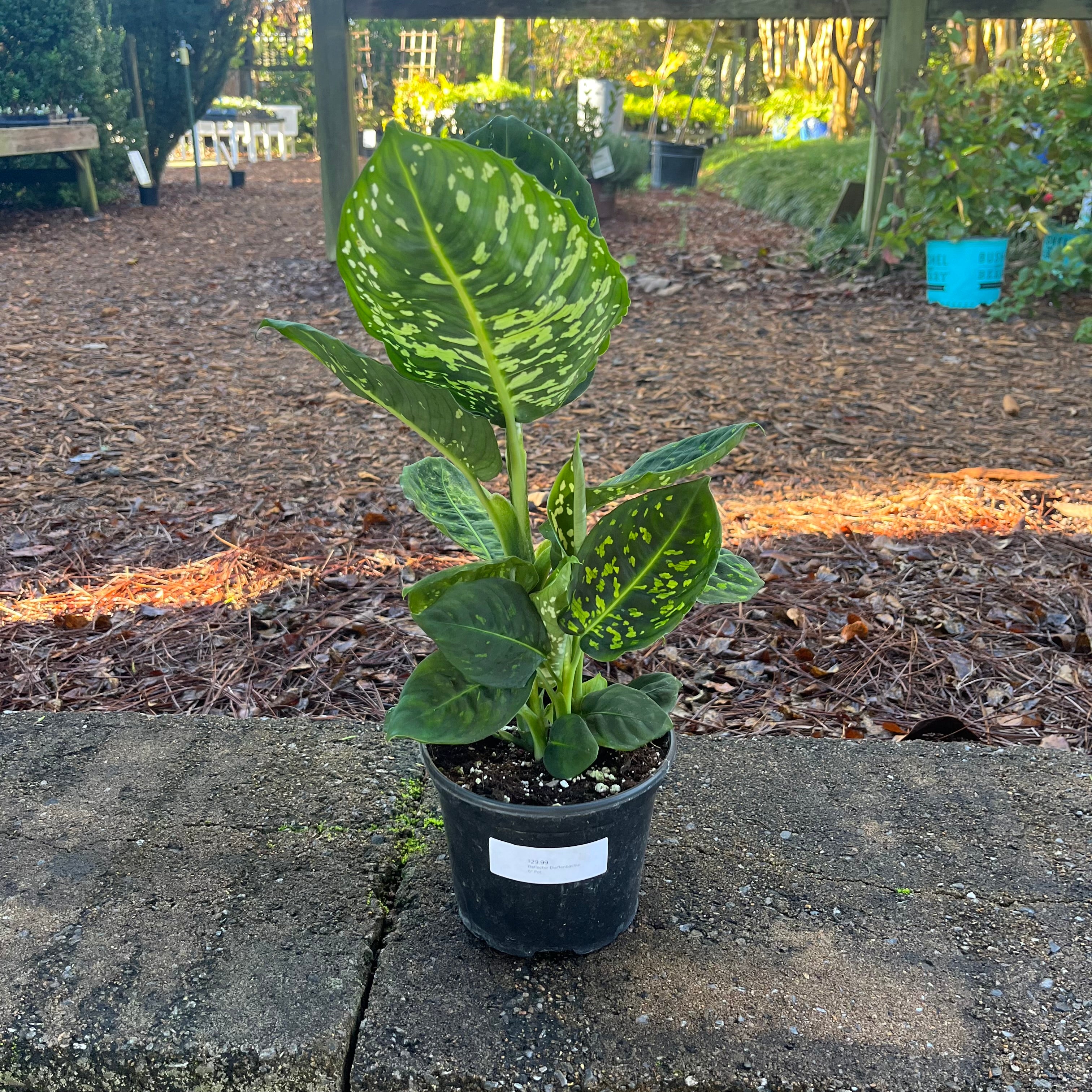 Reflector Dieffenbachia