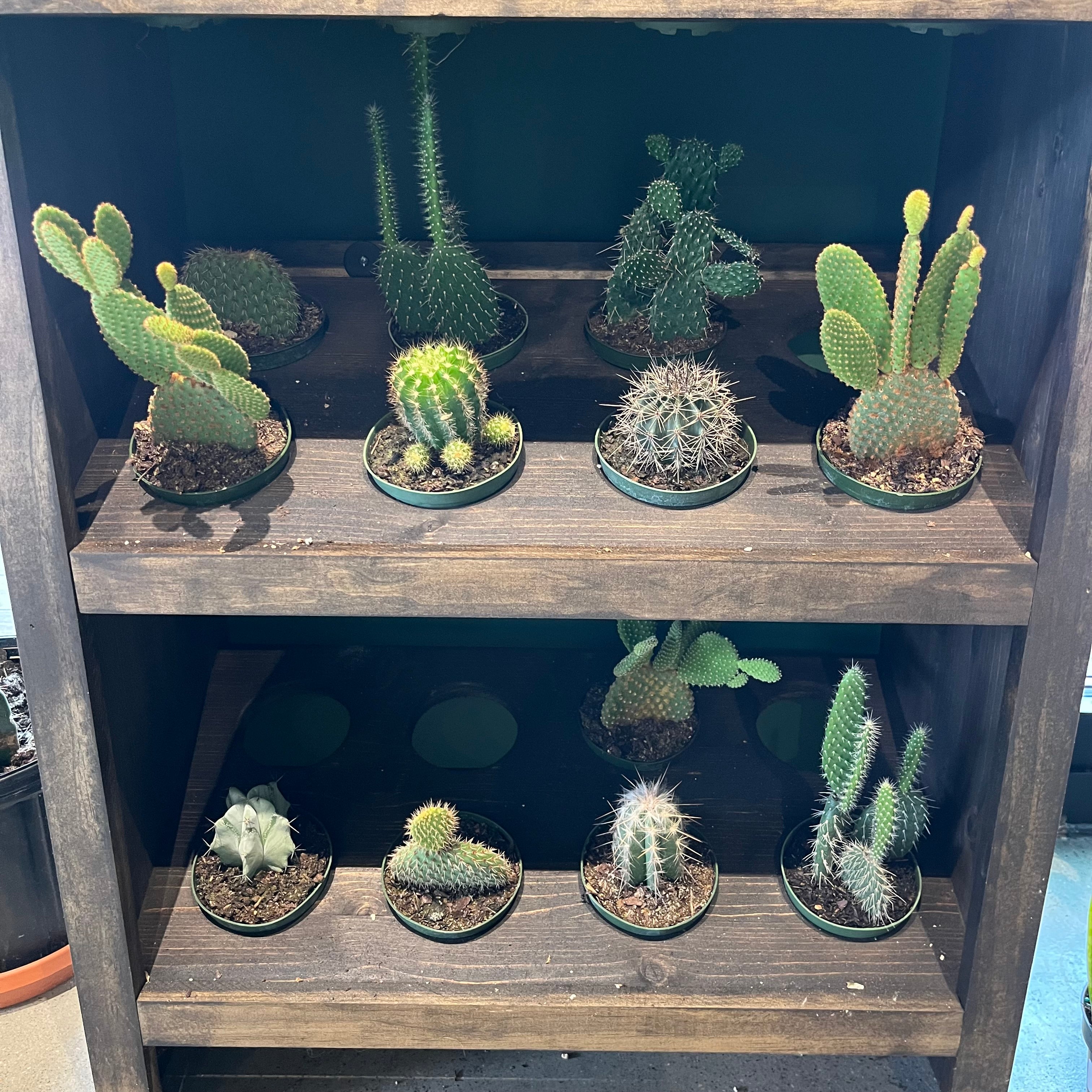 Cactus