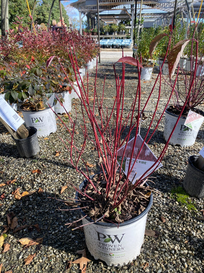 Arctic Fire Red Twig Dogwood 3 Gal