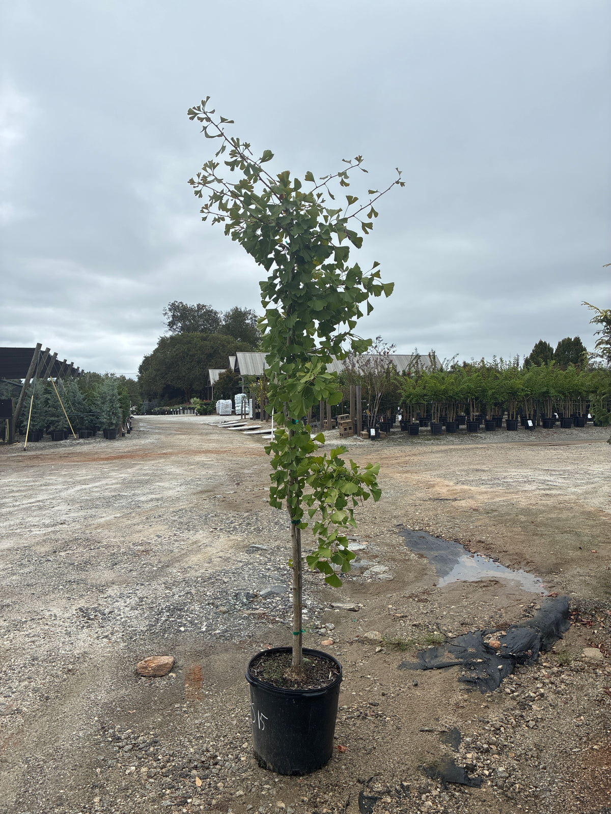 Princeton Sentry Ginkgo