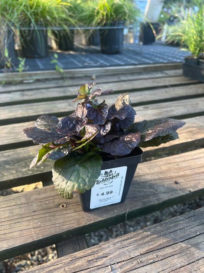 Black Scallop Ajuga