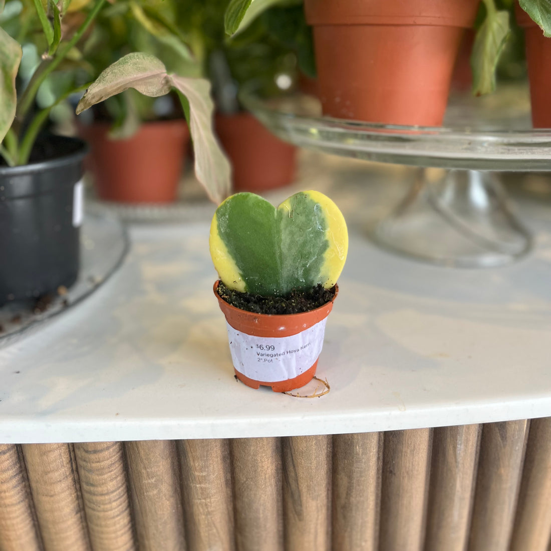 Variegated Hoya Kerri