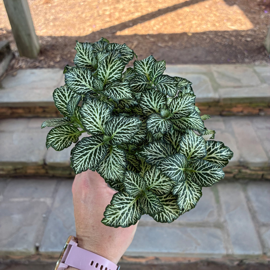 All The Time Fittonia