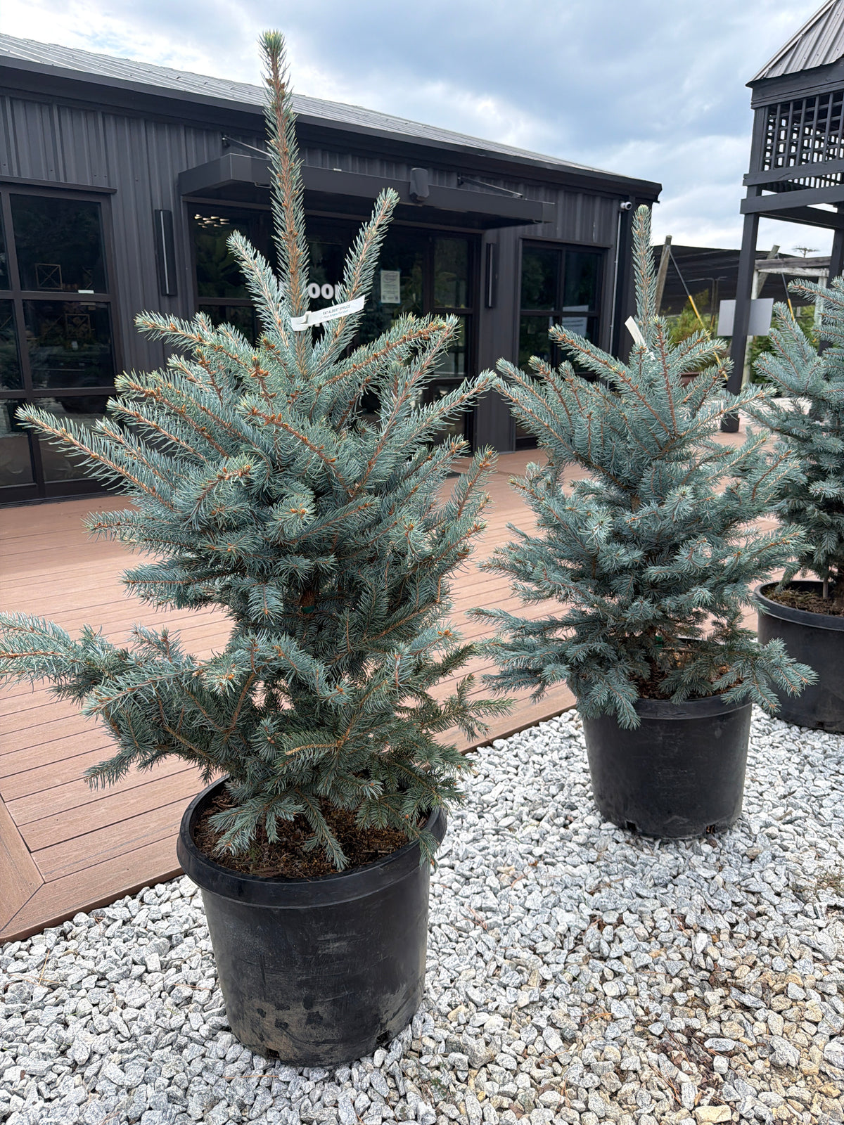 Fat Albert Blue Spruce