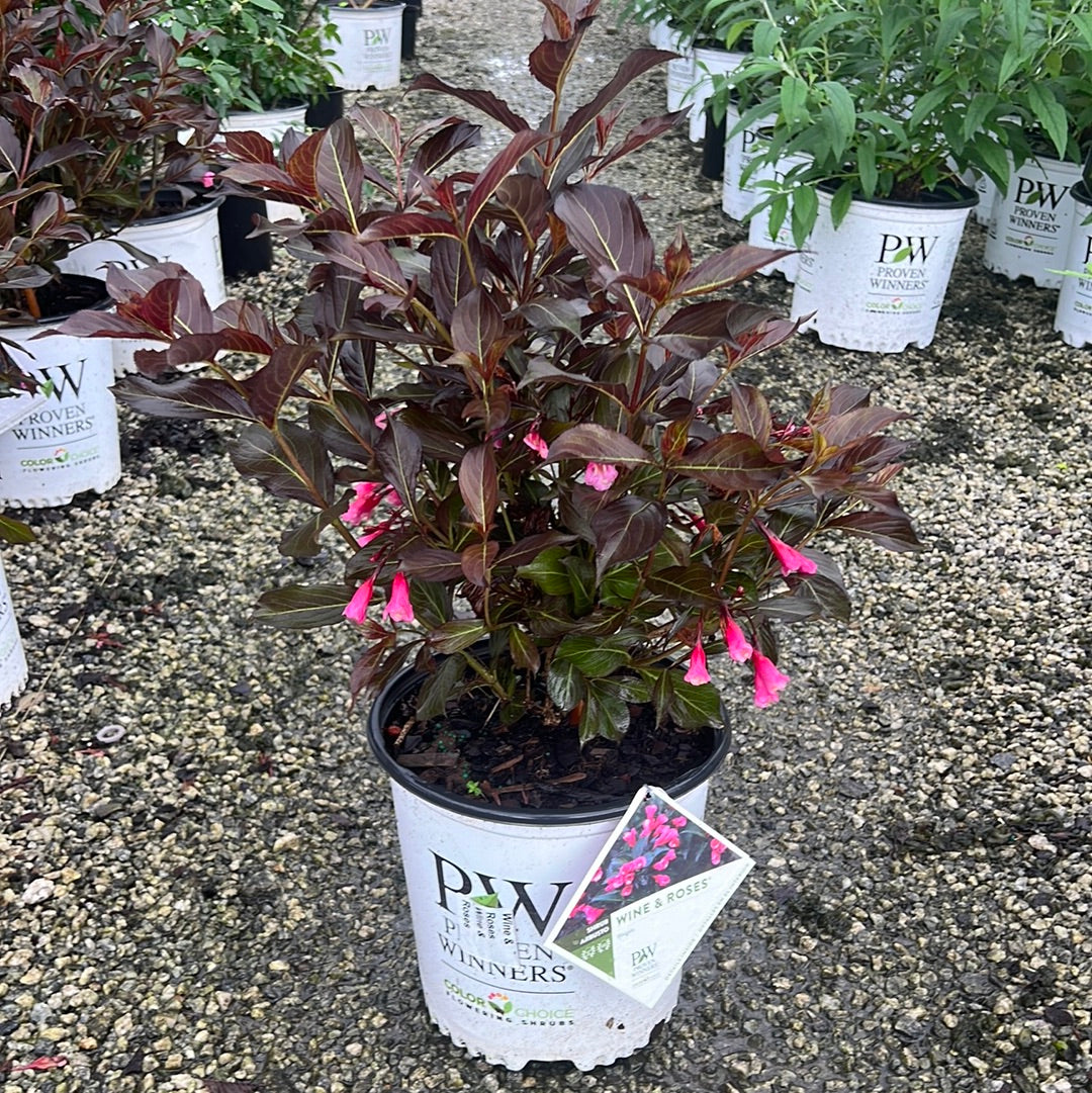 Wine & Roses Weigela 2&3 Gal