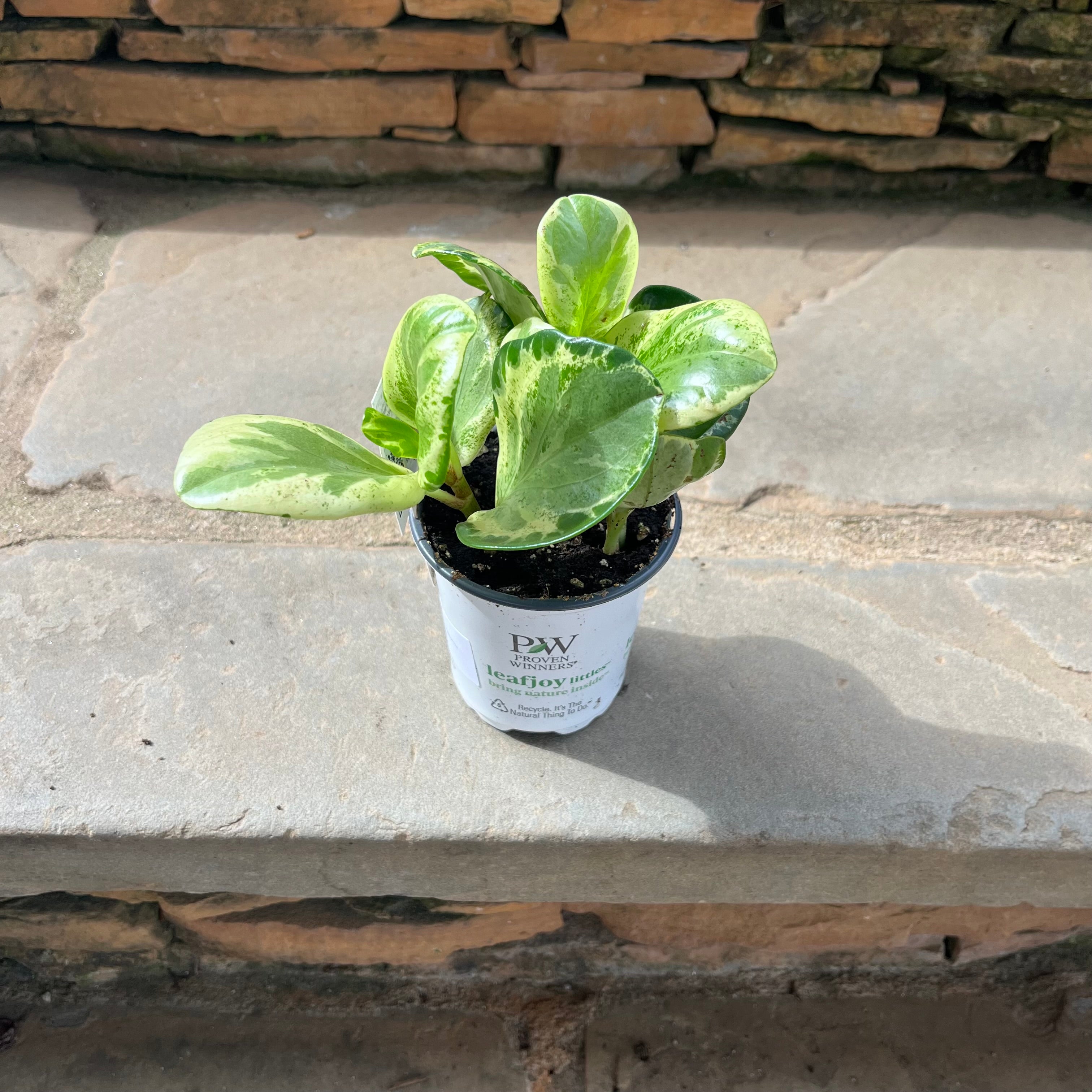 Salt and Pepper Peperomia