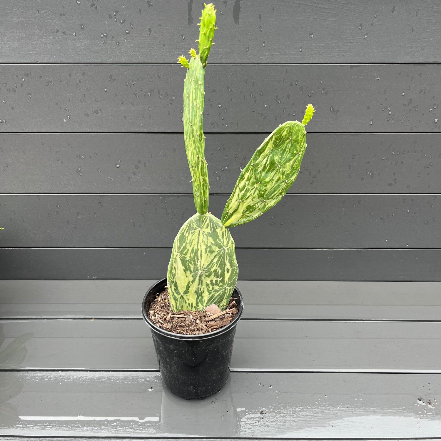 Variegated Cactus Opuntia