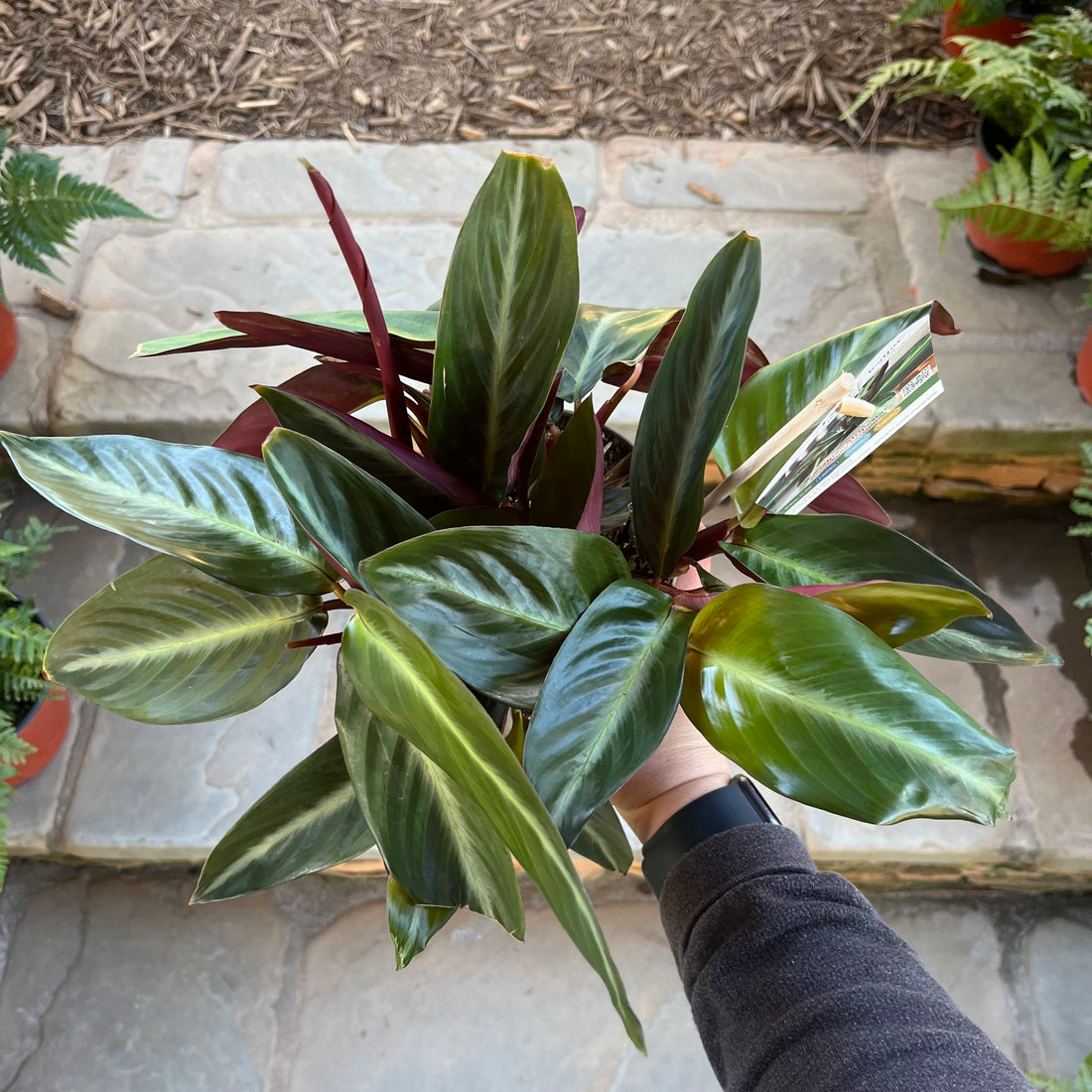 Stripestar Stromanthe