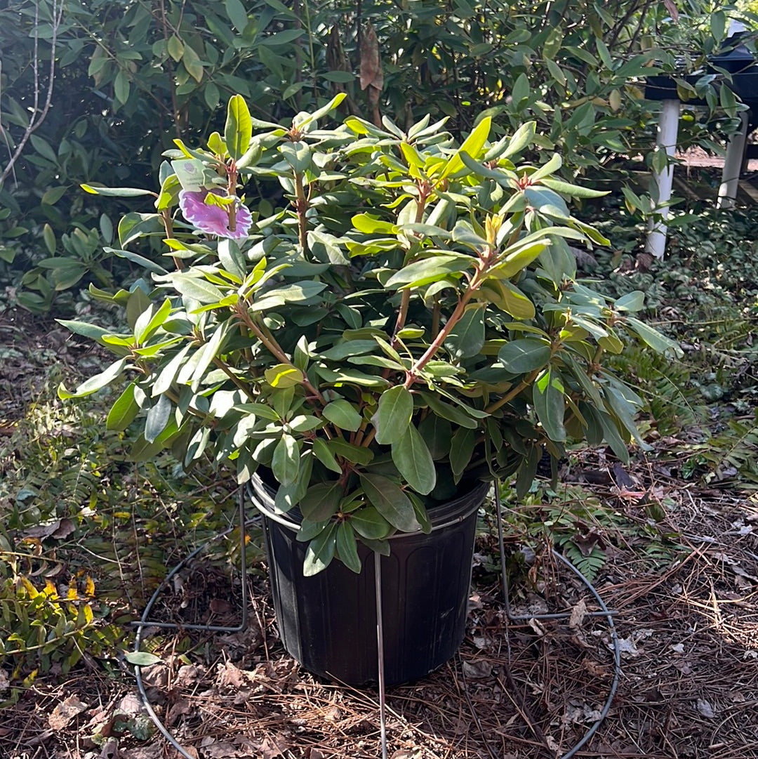 Roseum Pink Rhododendron 3 Gal