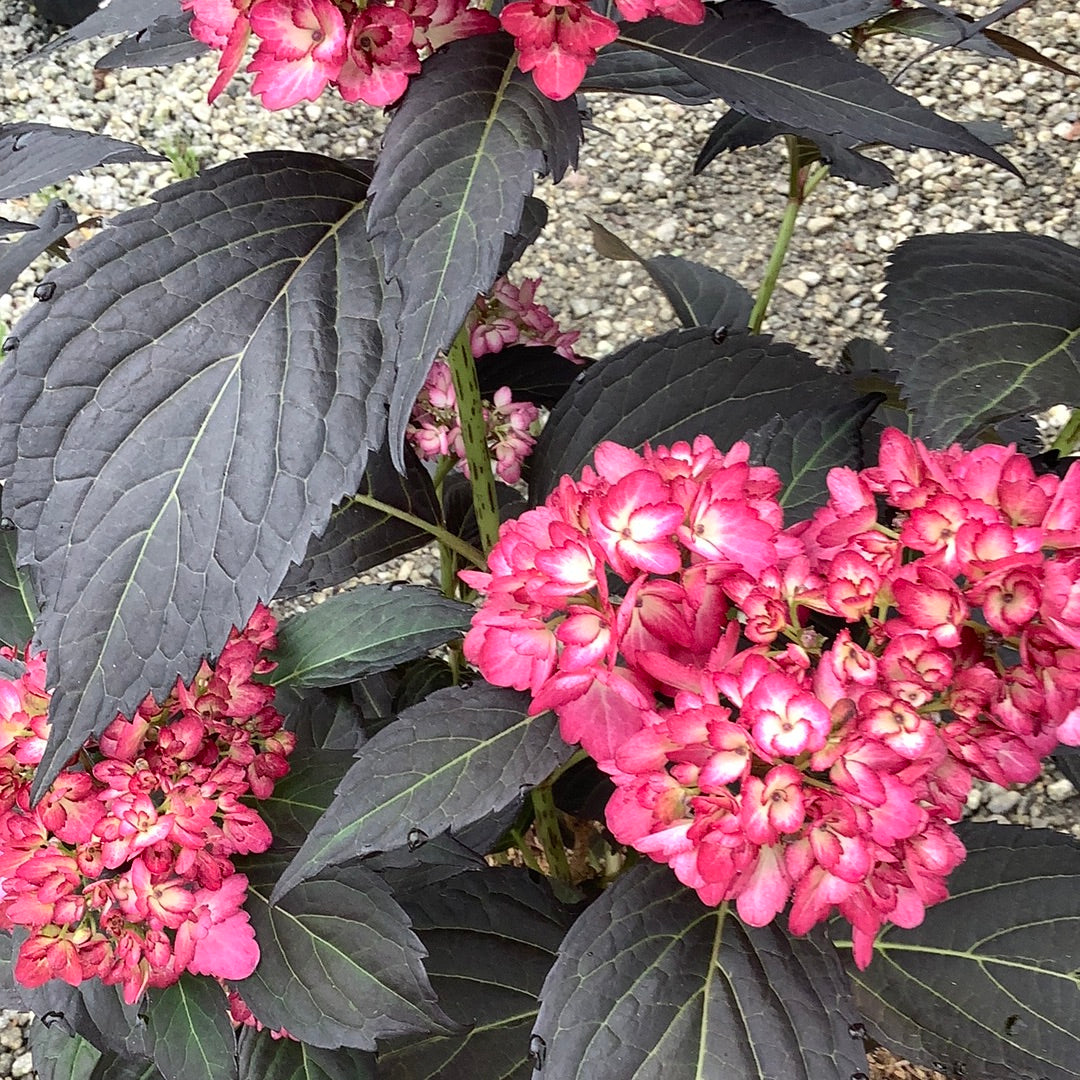 Eclipse Hydrangea 3 Gal