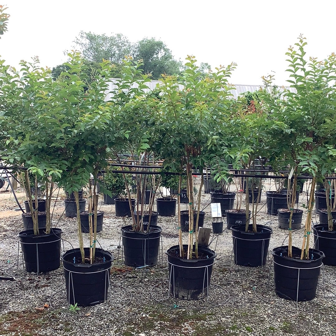 Natchez Crapemyrtle