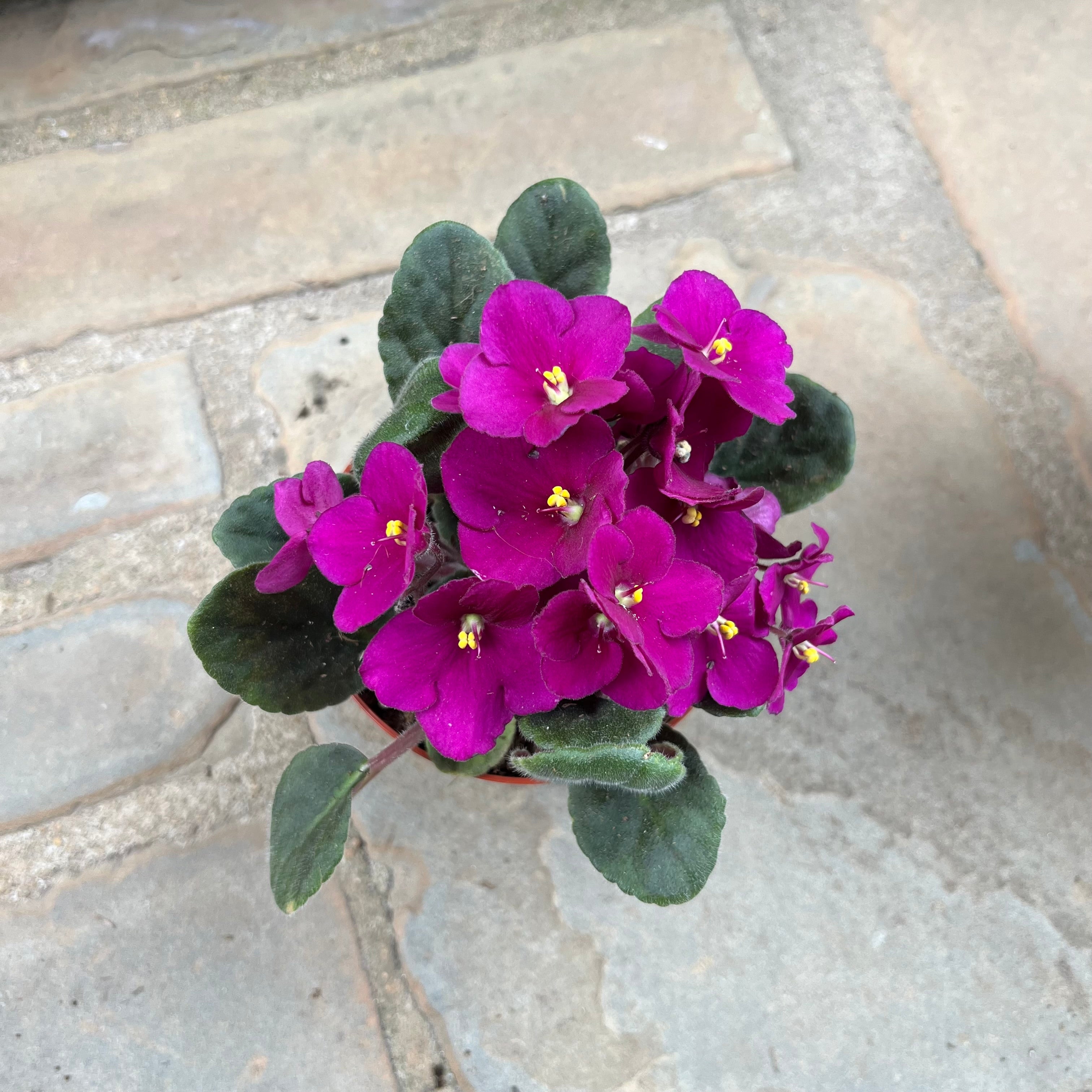 African Violet