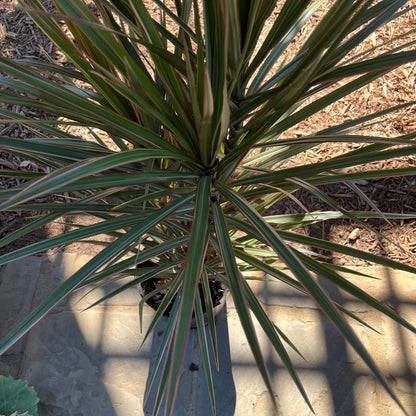 Dracena Marginata