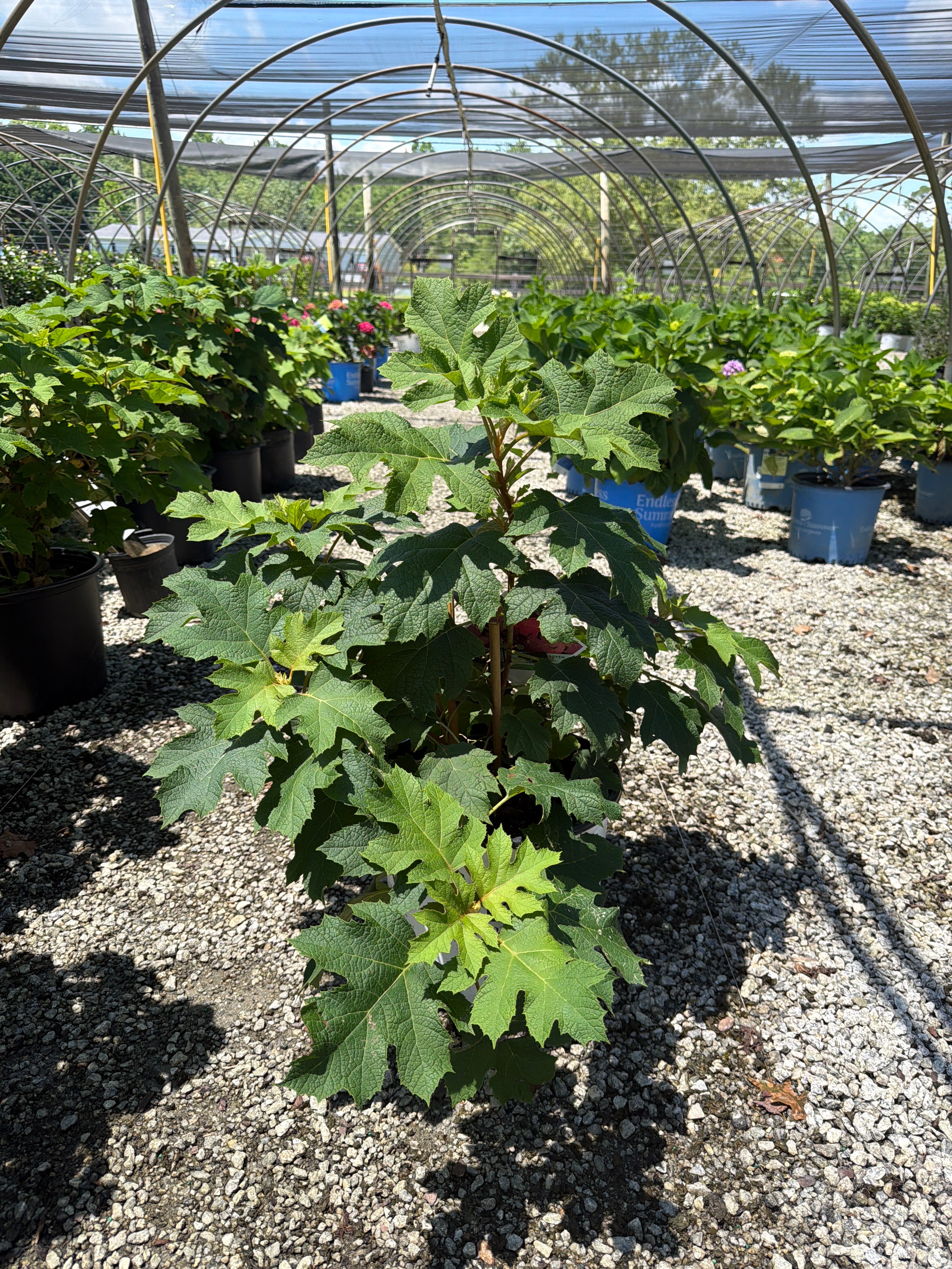 Gatsby Glow Ball Oakleaf Hydrangea
